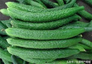 黄瓜农药爆料视频播放大全,视频爆料大全深度解析  第2张